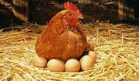 günde 3 kez yumurtlayan tavuk